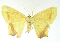 Nepheloleuca atomaria by the Smithsonian. Used under a CC0 license.