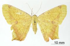 Nepheloleuca atomaria by the Smithsonian. Used under a CC0 license.
