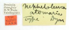 Nepheloleuca atomaria by the Smithsonian. Used under a CC0 license.