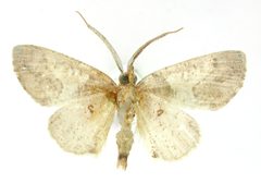 Numia albisecta by the Smithsonian. Used under a CC0 license.