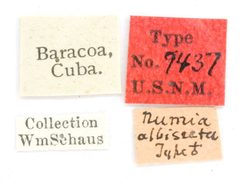 Numia albisecta by the Smithsonian. Used under a CC0 license.