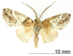 Numia albisecta by the Smithsonian. Used under a CC0 license.