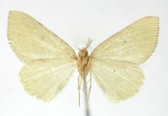 Numia axanaria by the Smithsonian. Used under a CC0 license.