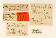 Odontoptila mimica by the Smithsonian. Used under a CC0 license.