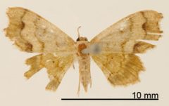 Odontoptila mimica by the Smithsonian. Used under a CC0 license.