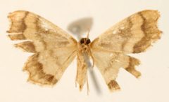 Odontoptila mimica by the Smithsonian. Used under a CC0 license.