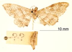 Odontoptila siculodaria by the Smithsonian. Used under a CC0 license.