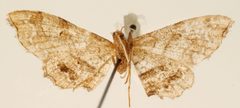 Odontoptila siculodaria by the Smithsonian. Used under a CC0 license.
