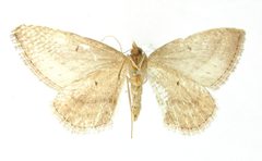 Orthonama albescens by the Smithsonian. Used under a CC0 license.