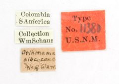 Orthonama albescens by the Smithsonian. Used under a CC0 license.