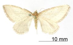Orthonama albescens by the Smithsonian. Used under a CC0 license.