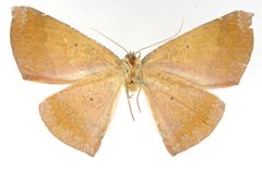 Oxydia coctura by the Smithsonian. Used under a CC0 license.