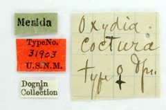 Oxydia coctura by the Smithsonian. Used under a CC0 license.