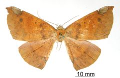 Oxydia coctura by the Smithsonian. Used under a CC0 license.