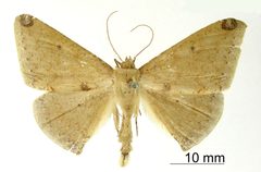 Oxydia dognini by the Smithsonian. Used under a CC0 license.