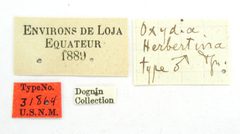 Oxydia herbertina by the Smithsonian. Used under a CC0 license.