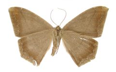 Oxydia herbertina by the Smithsonian. Used under a CC0 license.