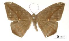 Oxydia herbertina by the Smithsonian. Used under a CC0 license.