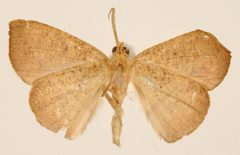 Patalene sordida by the Smithsonian. Used under a CC0 license.