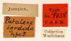 Patalene sordida by the Smithsonian. Used under a CC0 license.