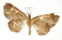 Perizoma complicata by the Smithsonian. Used under a CC0 license.