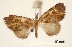 Perizoma complicata by the Smithsonian. Used under a CC0 license.