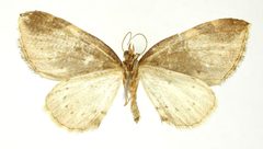 Perizoma fractifascia by the Smithsonian. Used under a CC0 license.