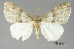 Phigalia cryptapheles by the Smithsonian. Used under a CC0 license.