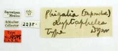 Phigalia cryptapheles by the Smithsonian. Used under a CC0 license.