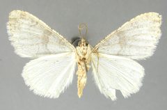 Phigalia cryptapheles by the Smithsonian. Used under a CC0 license.