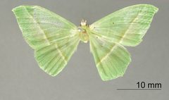 Phrudocentra giacomellii by the Smithsonian. Used under a CC0 license.