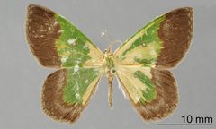 Phrudocentra nigromarginata by the Smithsonian. Used under a CC0 license.