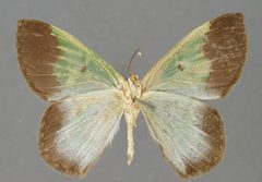 Phrudocentra nigromarginata by the Smithsonian. Used under a CC0 license.