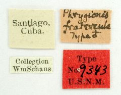 Phrygionis fratercula by the Smithsonian. Used under a CC0 license.