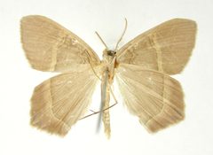 Phrygionis fratercula by the Smithsonian. Used under a CC0 license.