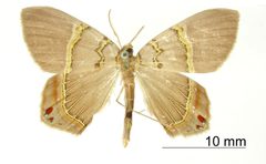 Phrygionis fratercula by the Smithsonian. Used under a CC0 license.