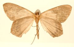 Phrygionis sororcula by the Smithsonian. Used under a CC0 license.