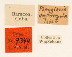 Phrygionis sororcula by the Smithsonian. Used under a CC0 license.