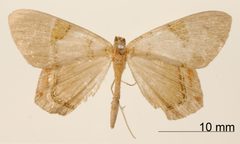 Phrygionis sororcula by the Smithsonian. Used under a CC0 license.