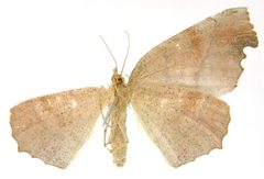 Phyllodonta anca by the Smithsonian. Used under a CC0 license.