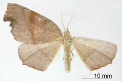 Phyllodonta anca by the Smithsonian. Used under a CC0 license.