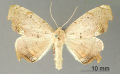 Phyllodonta druciata by the Smithsonian. Used under a CC0 license.