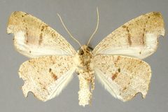 Phyllodonta druciata by the Smithsonian. Used under a CC0 license.