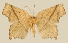 Phyllodonta perileptaria by the Smithsonian. Used under a CC0 license.