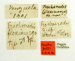 Prochoerodes fleximargo by the Smithsonian. Used under a CC0 license.