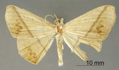 Prochoerodes fleximargo by the Smithsonian. Used under a CC0 license.