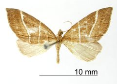 Psaliodes bilineata by the Smithsonian. Used under a CC0 license.