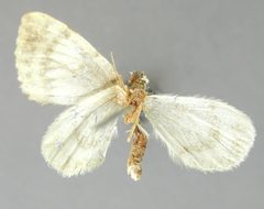Psaliodes cyra by the Smithsonian. Used under a CC0 license.