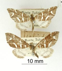 Psaliodes disrupta by the Smithsonian. Used under a CC0 license.