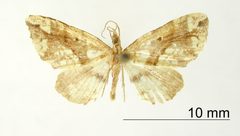 Psaliodes exuberans by the Smithsonian. Used under a CC0 license.